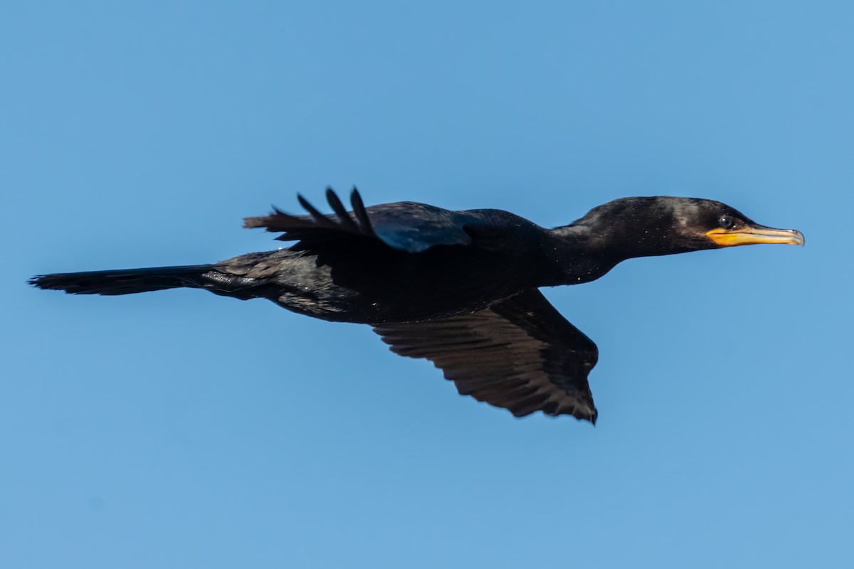 Neotropic Cormorant - Santiago Chávez