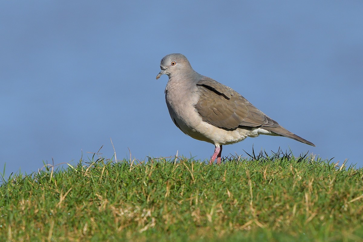 White-tipped Dove - Luis Piñeyrua