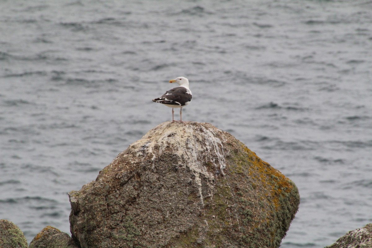 Great Black-backed Gull - ML602774961