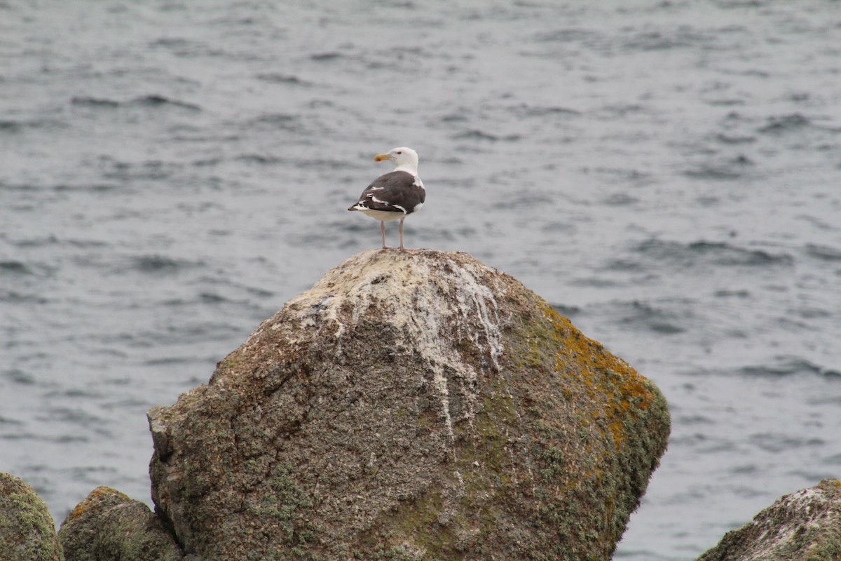 Great Black-backed Gull - ML602774981