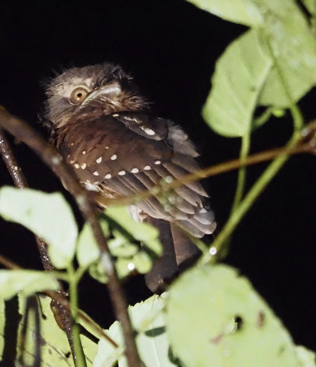 Gould's Frogmouth - ML602775161