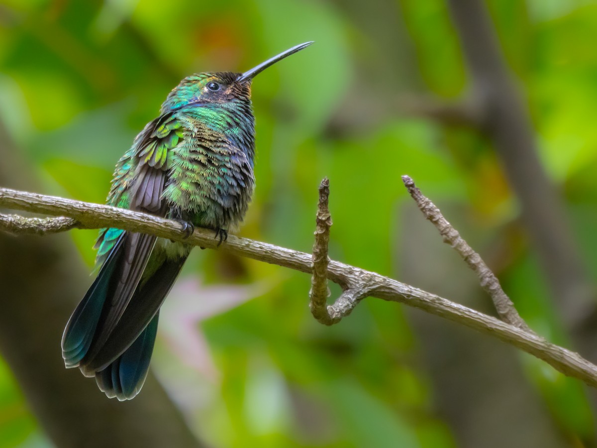 kolibřík modrolící - ML602776081