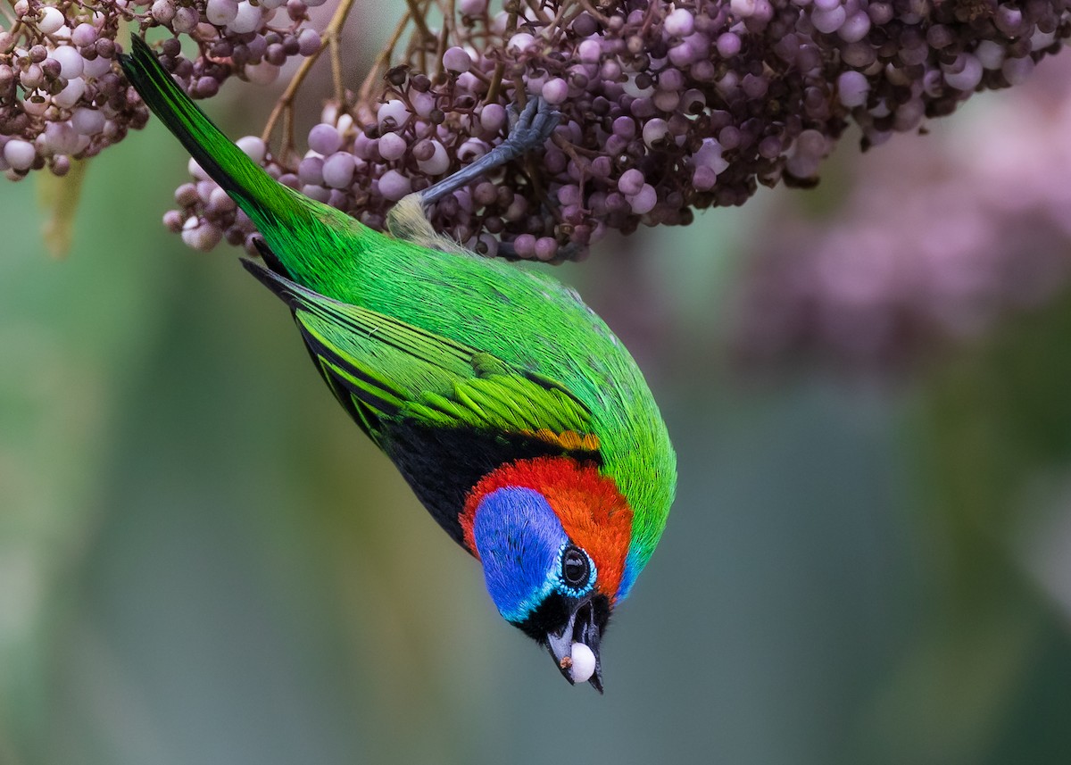 Red-necked Tanager - ML602776111