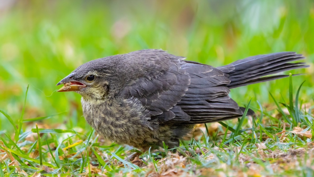 Shiny Cowbird - Vikram S