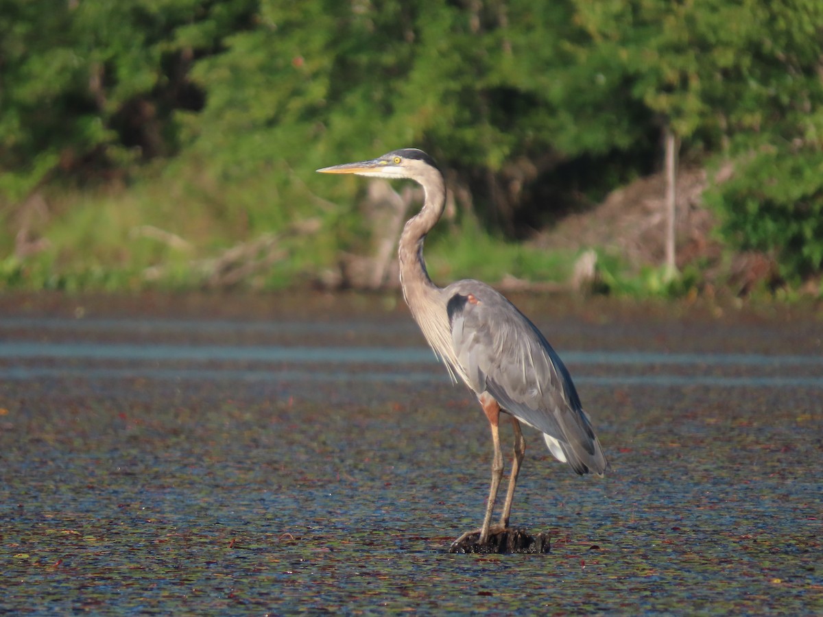 Great Blue Heron - ML602776551