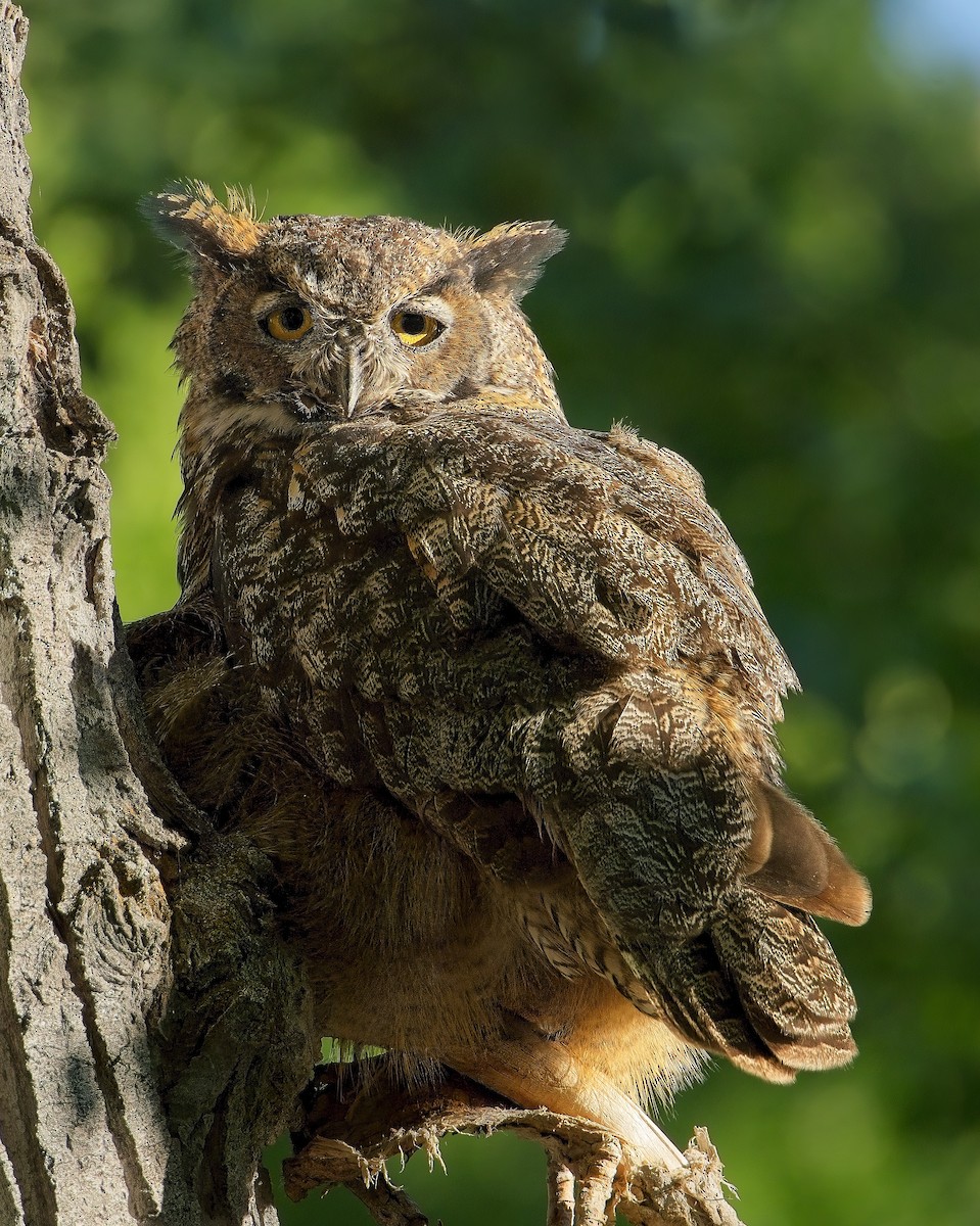 Great Horned Owl - James Moodie