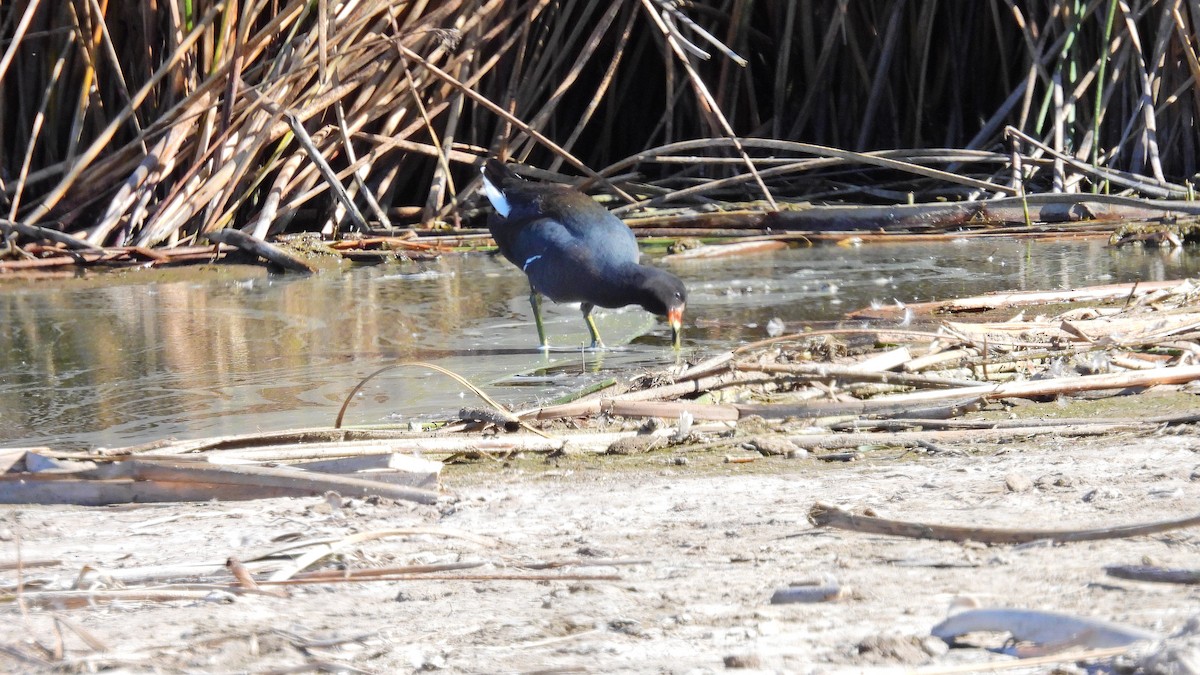 Common Gallinule - Hugo Valderrey