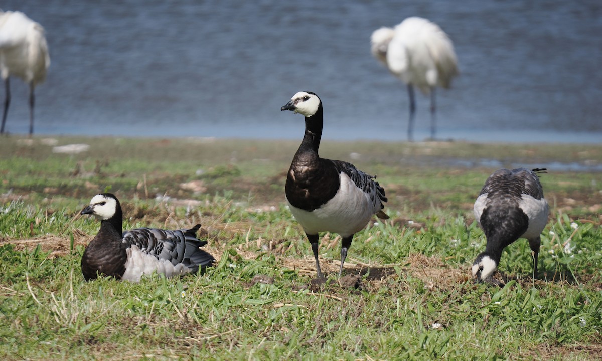 Barnacle Goose - ML602778431