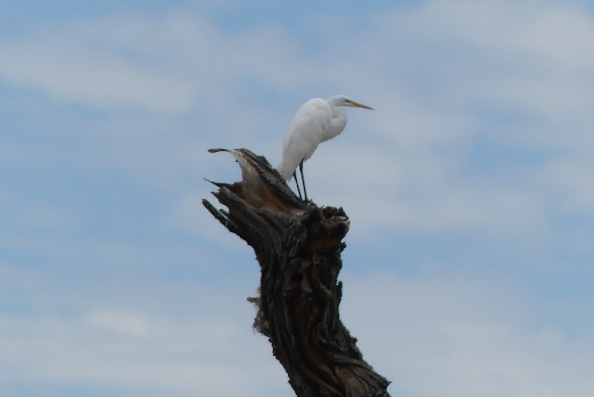 Great Egret - ML602778471