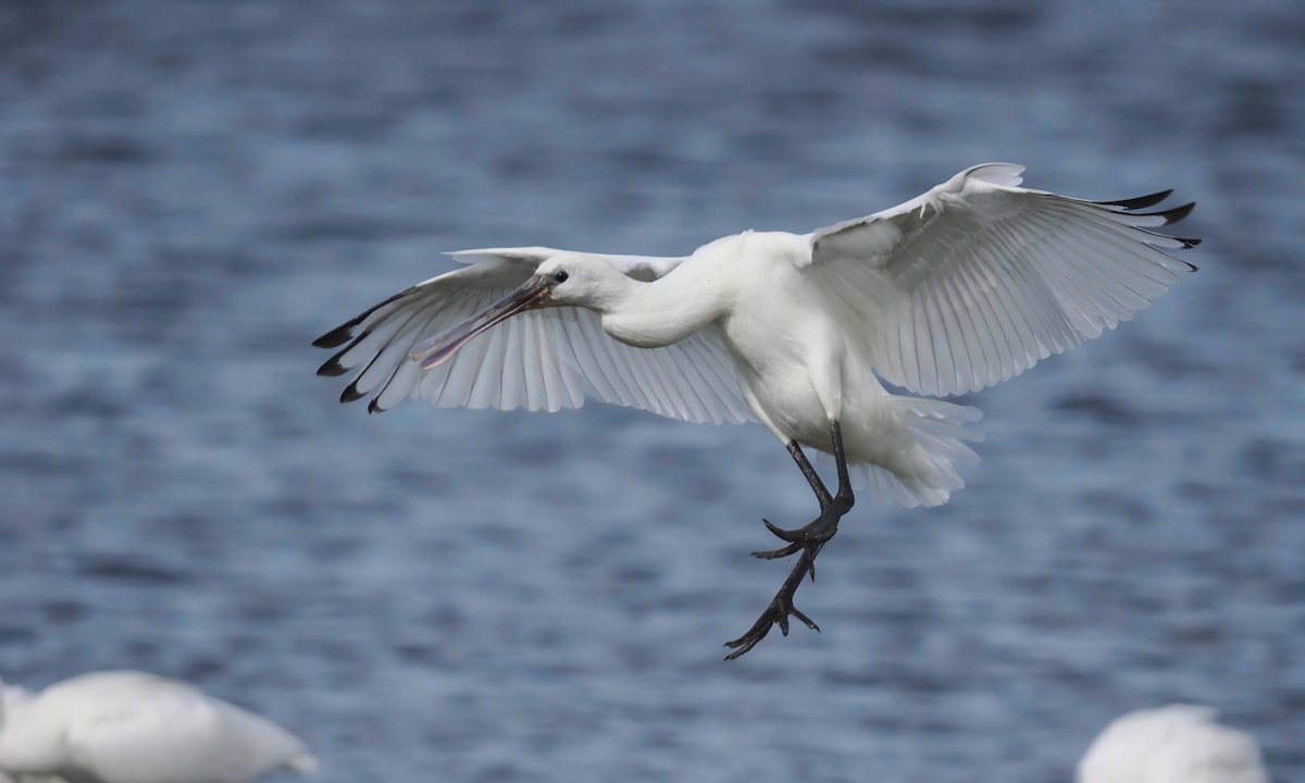 Eurasian Spoonbill - ML602778531