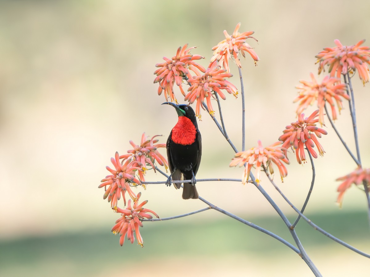 Scarlet-chested Sunbird - ML602778831