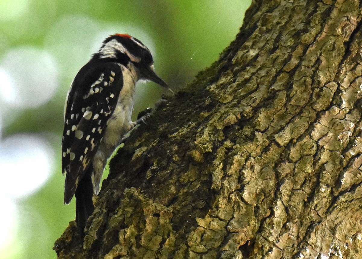 Hairy Woodpecker - ML60277901