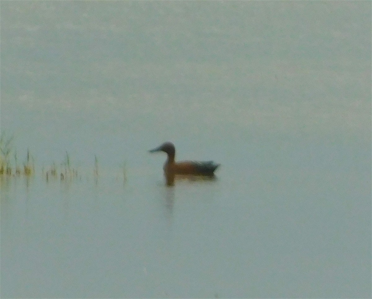 Cinnamon Teal - Eric Hough