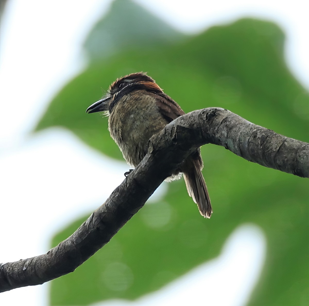 Chestnut-capped Puffbird - ML602780371