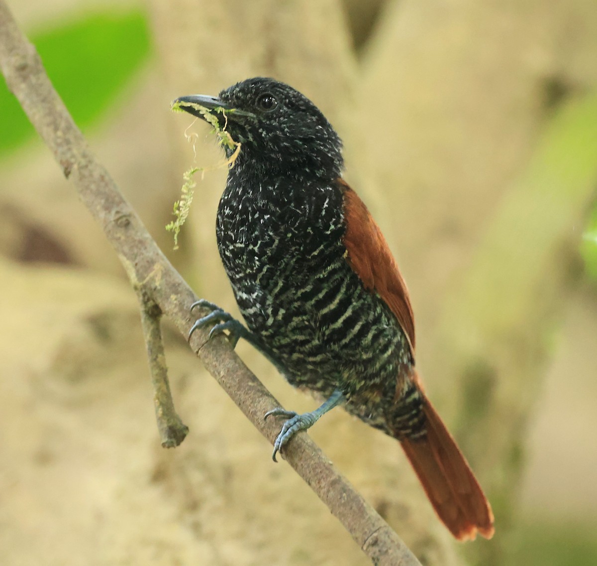 Inirida Antshrike (undescribed form) - Tom Lewis