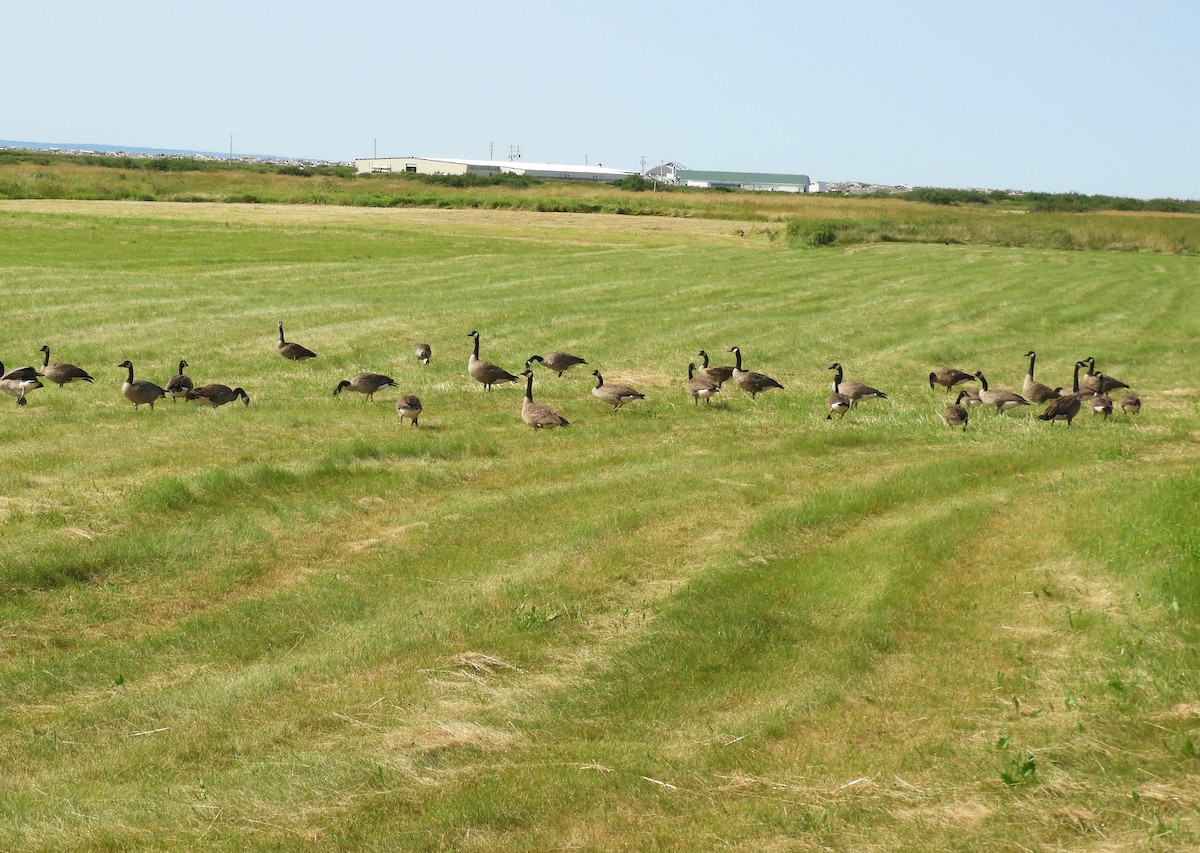 Canada Goose - ML602782221