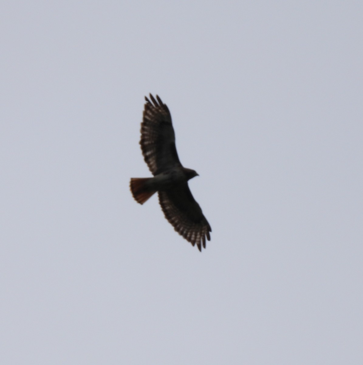 Red-tailed Hawk - ML602783801