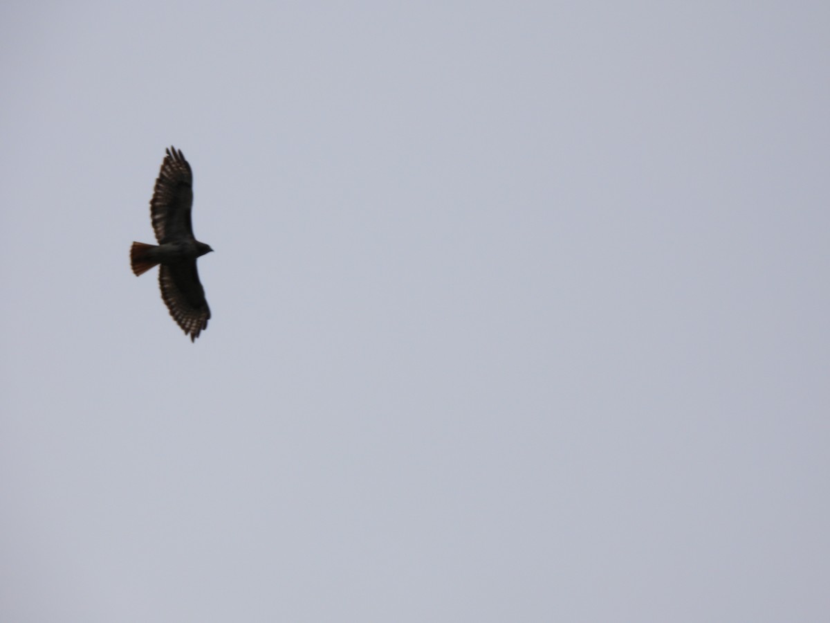 Red-tailed Hawk - ML602783811