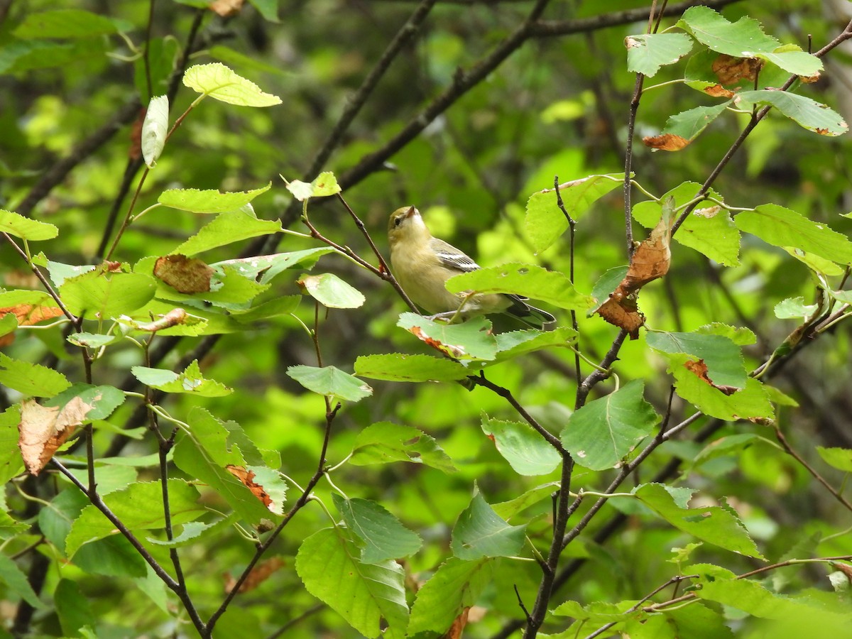 Bay-breasted Warbler - ML602784071