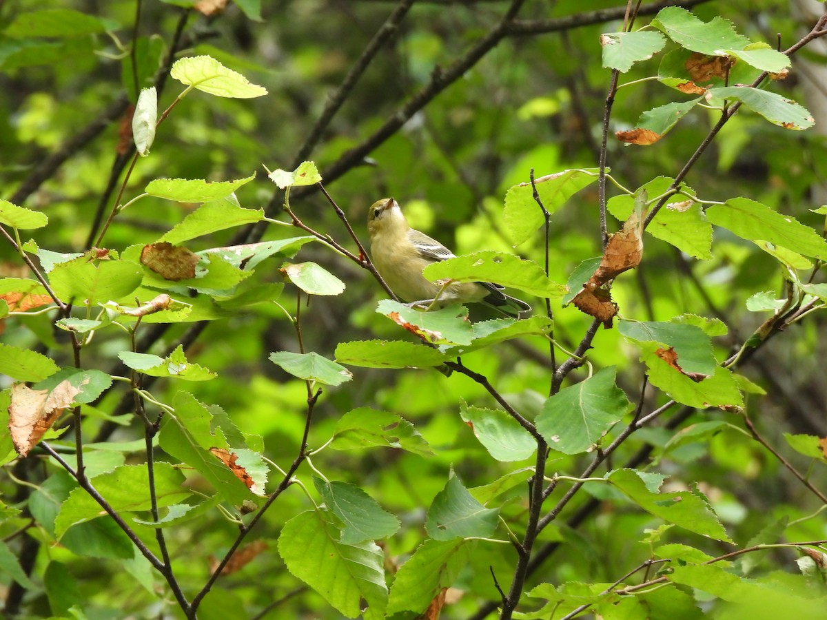 Bay-breasted Warbler - ML602784081