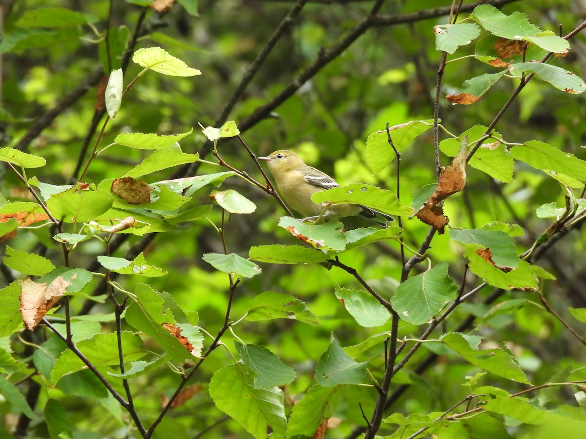 Bay-breasted Warbler - ML602784091