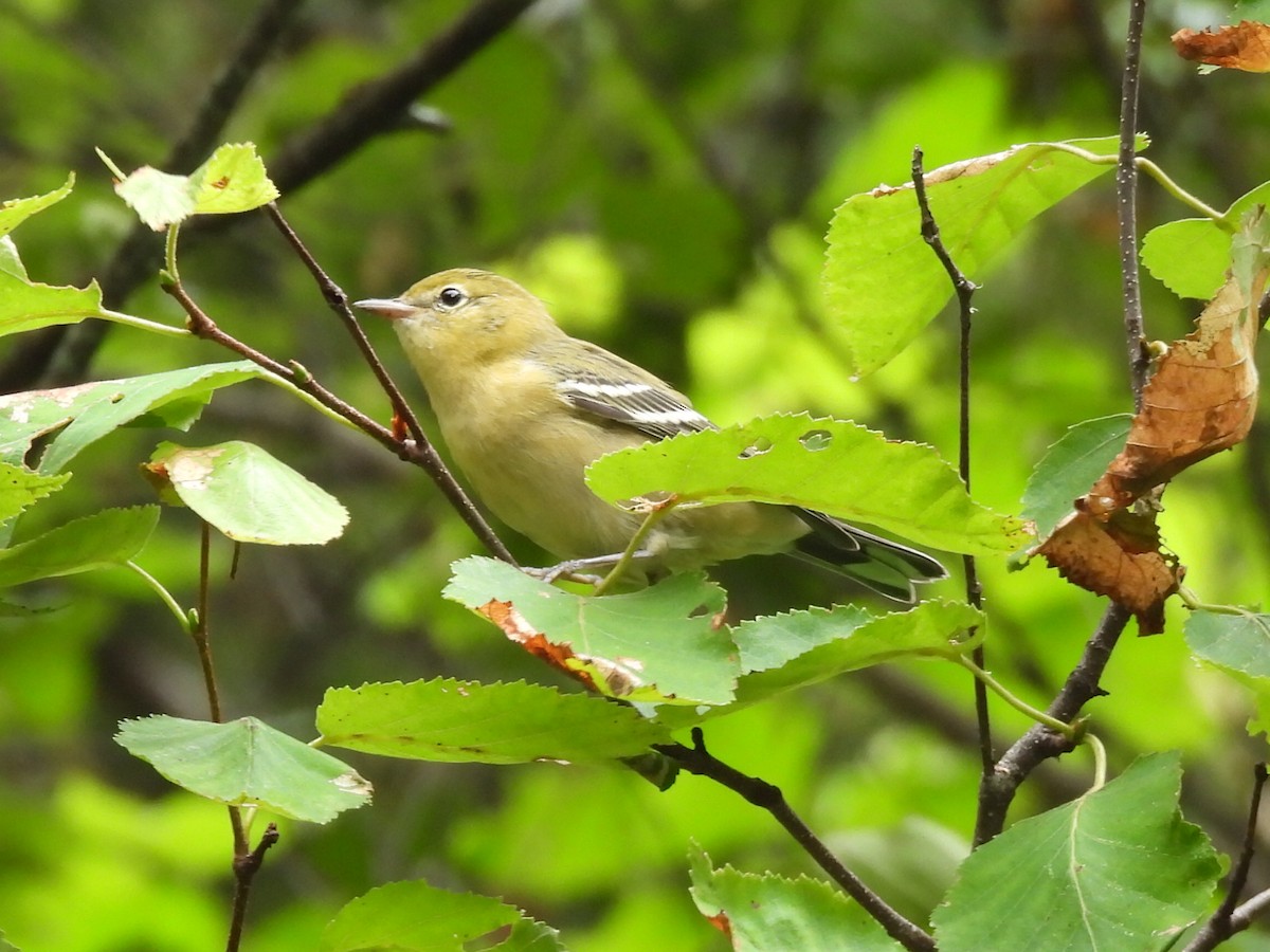 Bay-breasted Warbler - ML602784221