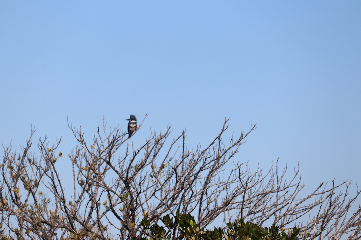 Belted Kingfisher - Andrew King