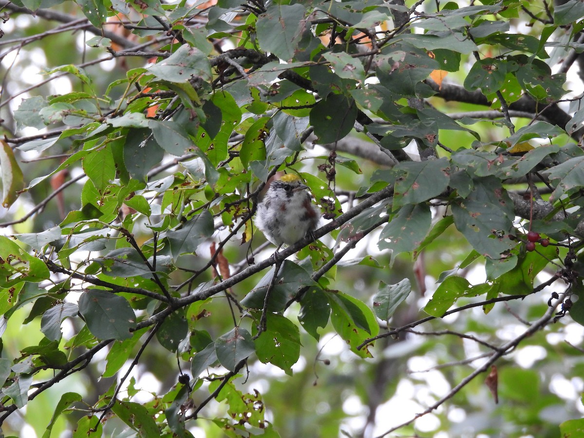 Chestnut-sided Warbler - ML602784641