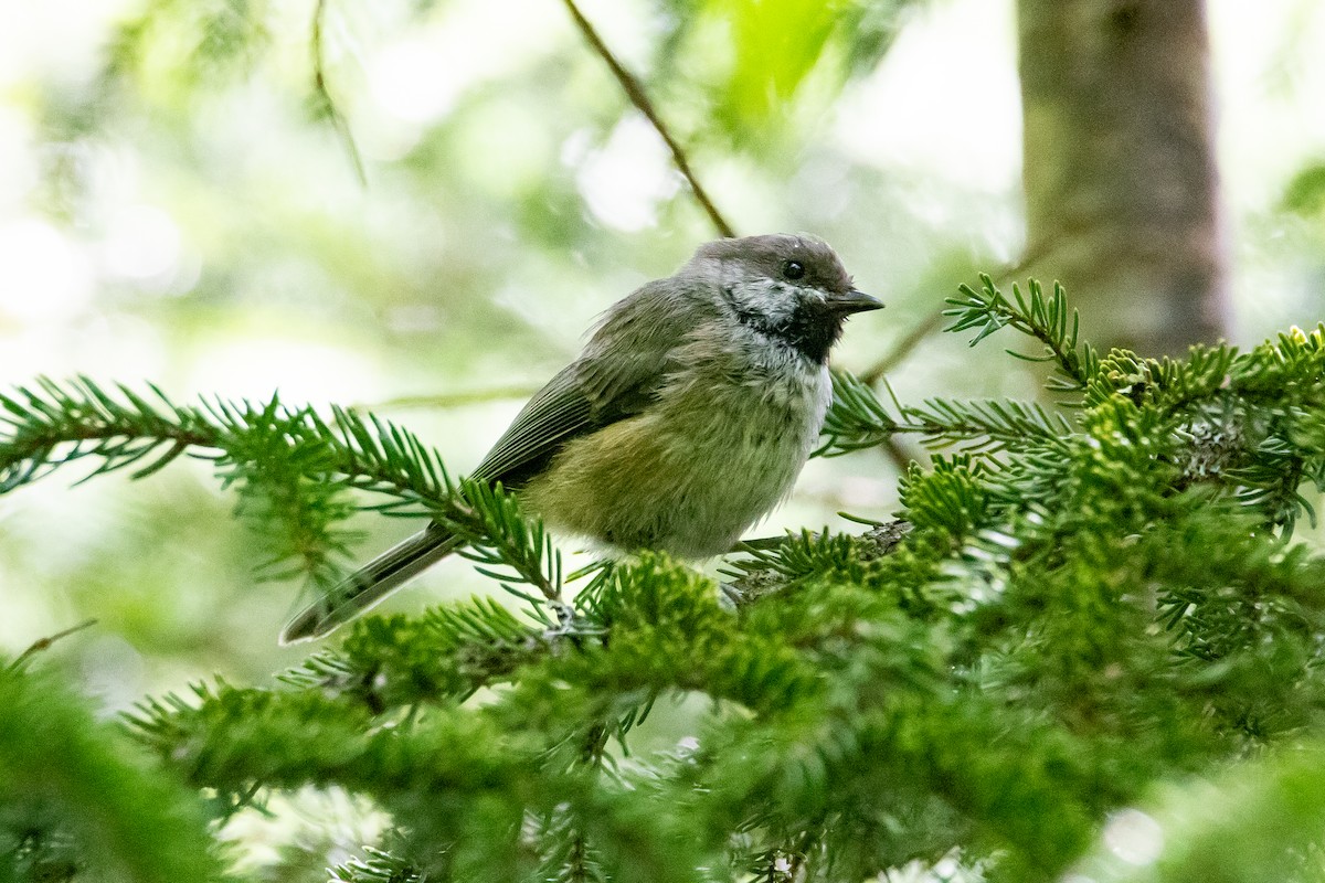 Mésange à tête brune - ML602785011