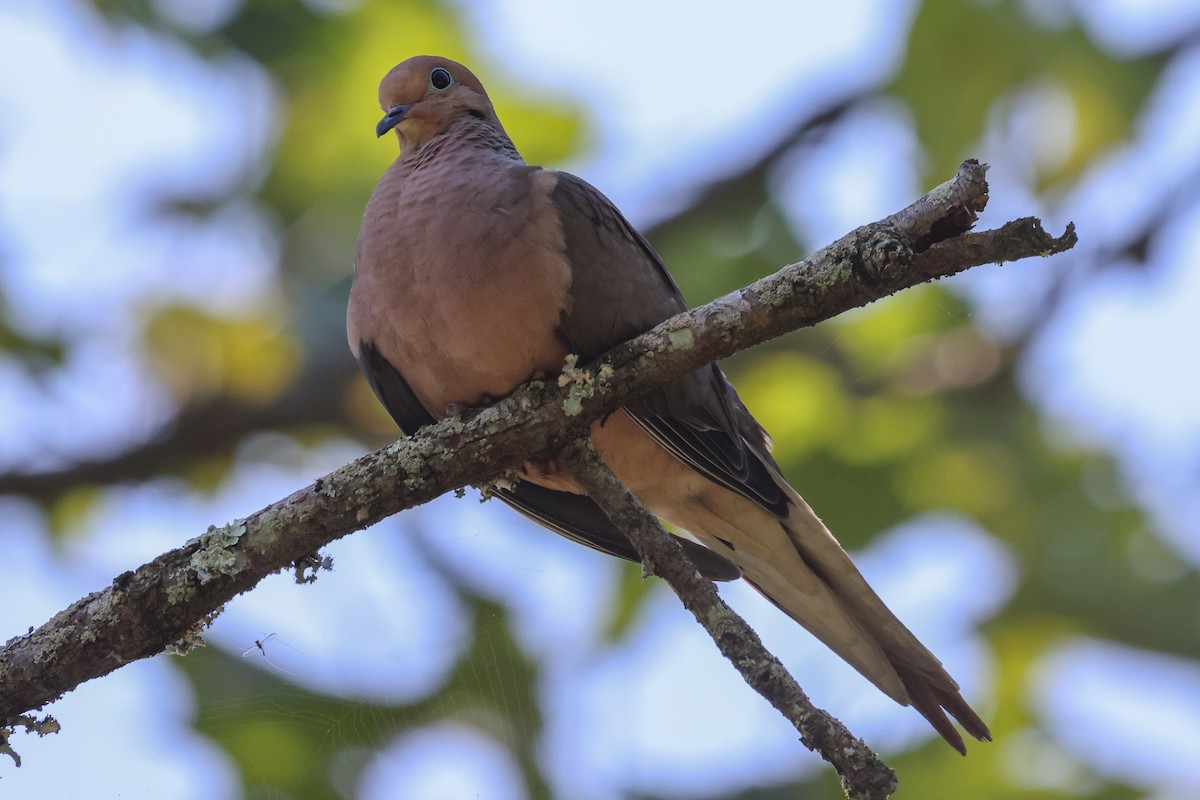 Mourning Dove - ML602785311