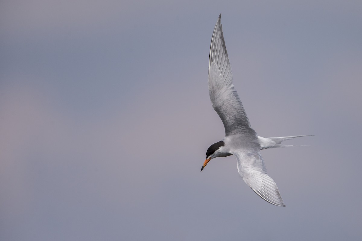 Forster's Tern - ML602785581