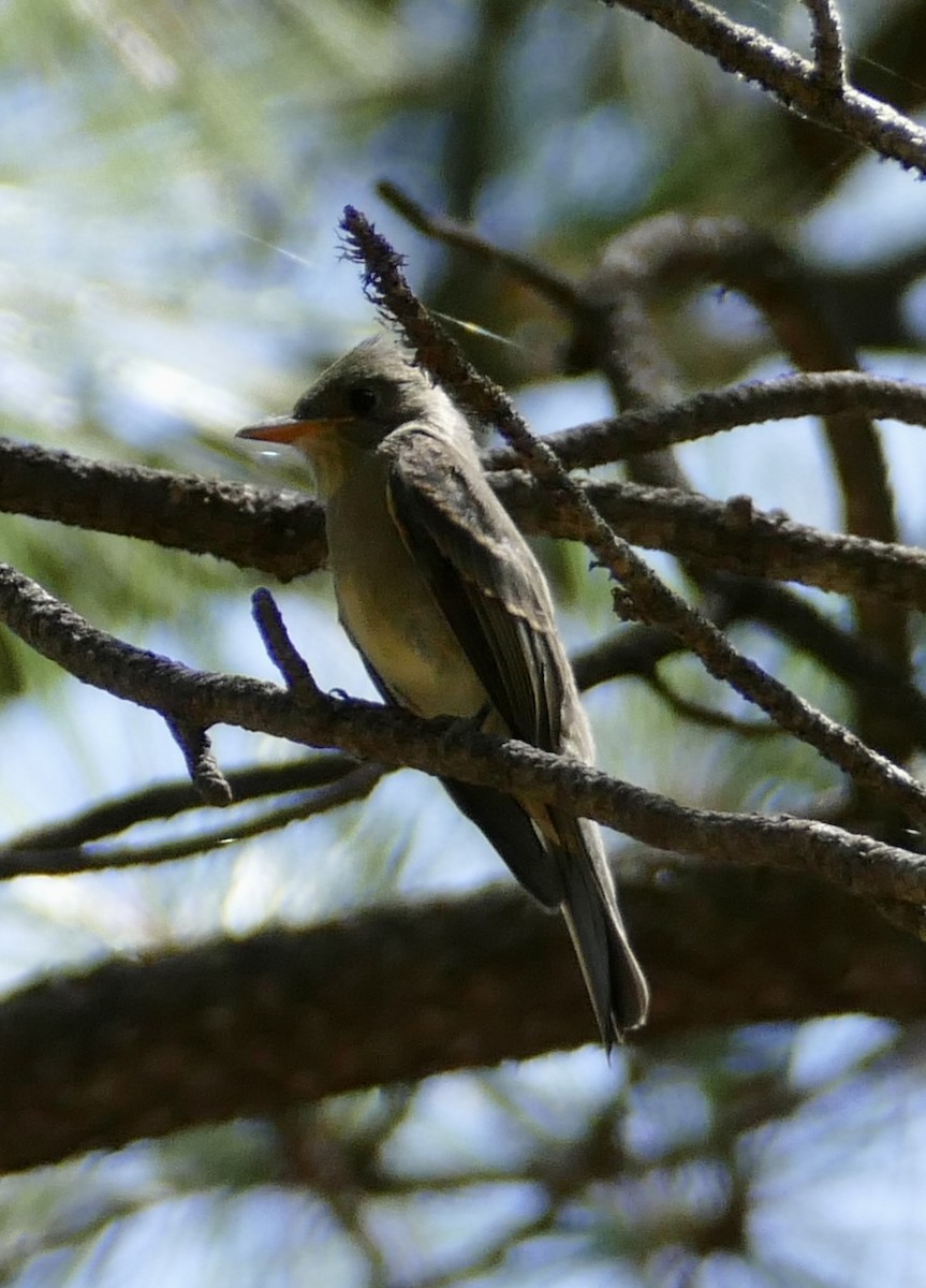 Greater Pewee - ML602785941