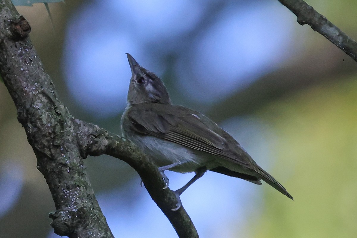 Red-eyed Vireo - ML602786051