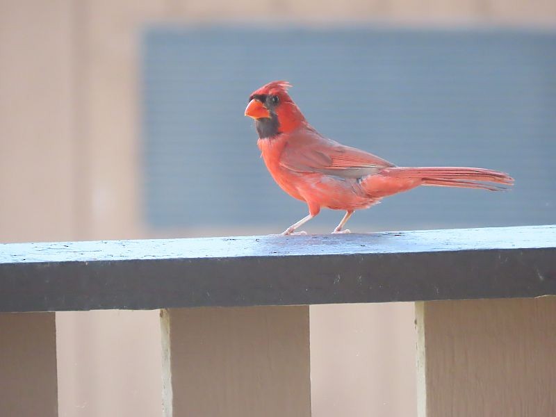 Northern Cardinal - Tracy The Birder