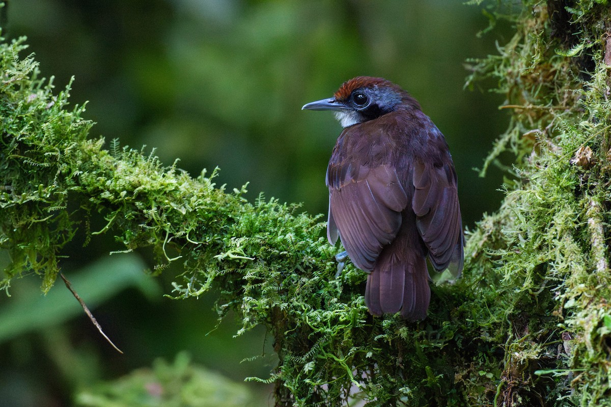 Bicolored Antbird - Jeff Hapeman