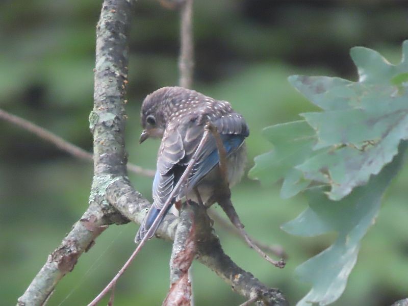 Eastern Bluebird - Tracy The Birder