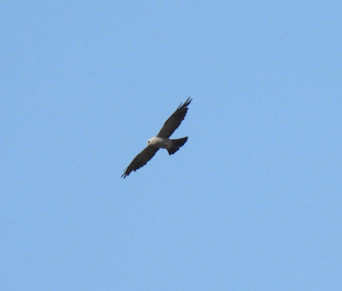 Mississippi Kite - ML602787901