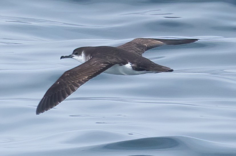 Manx Shearwater - Mitch (Michel) Doucet