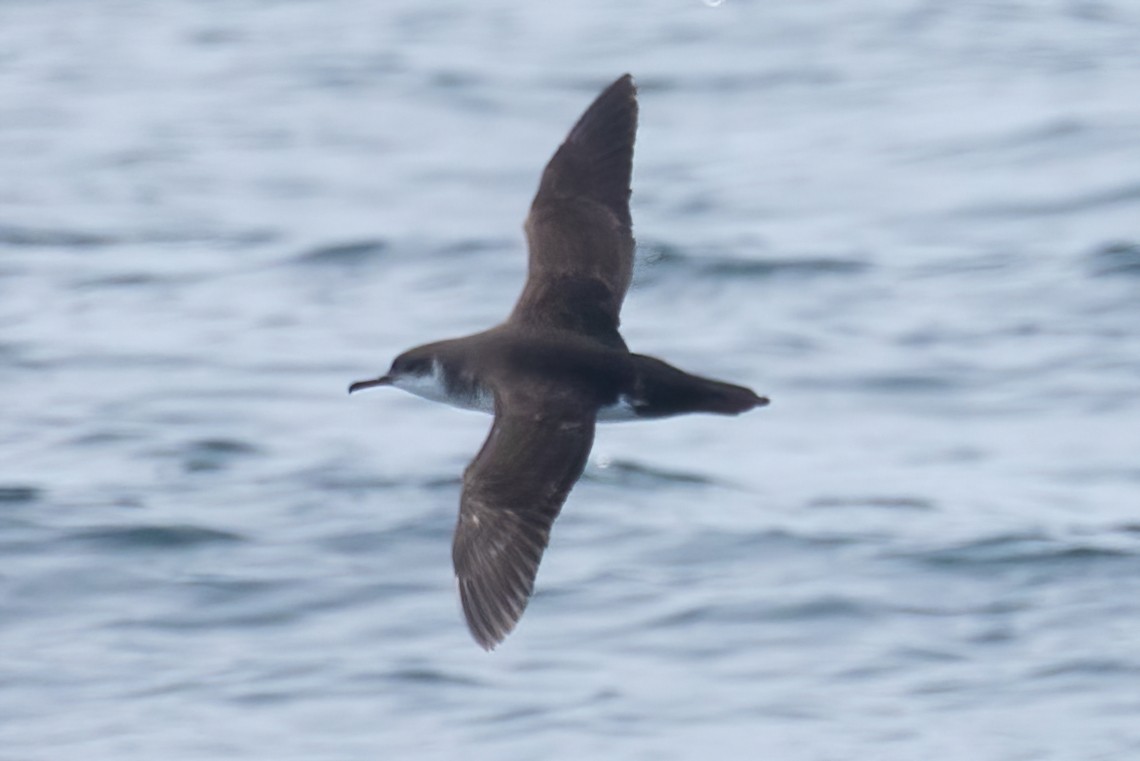 Manx Shearwater - ML602787941