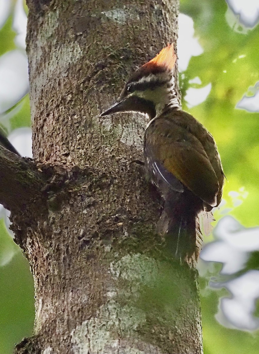 Olive-backed Woodpecker - Suzette Stitely