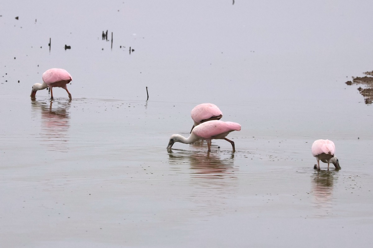 Roseate Spoonbill - ML602789001