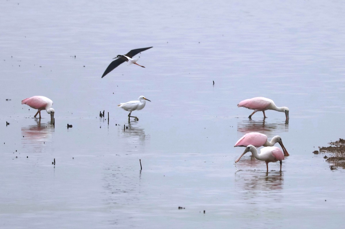 Roseate Spoonbill - ML602789031