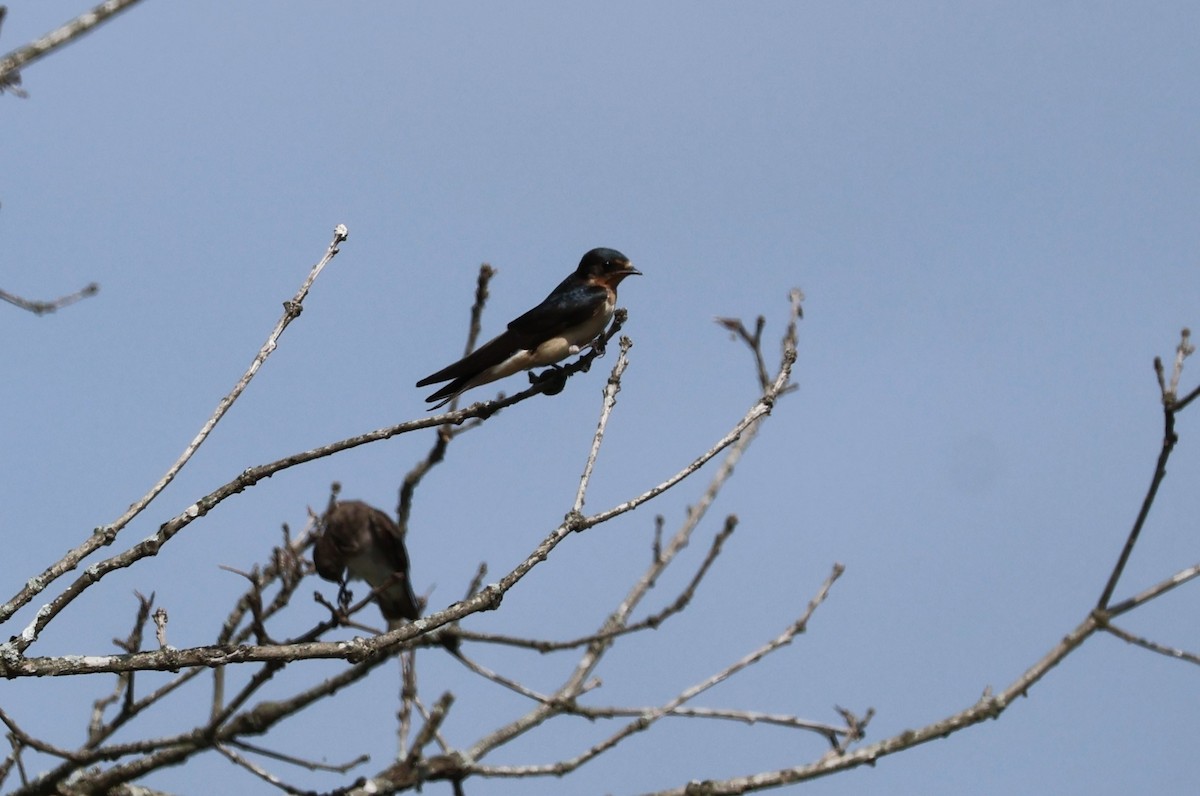 Barn Swallow - ML602789501