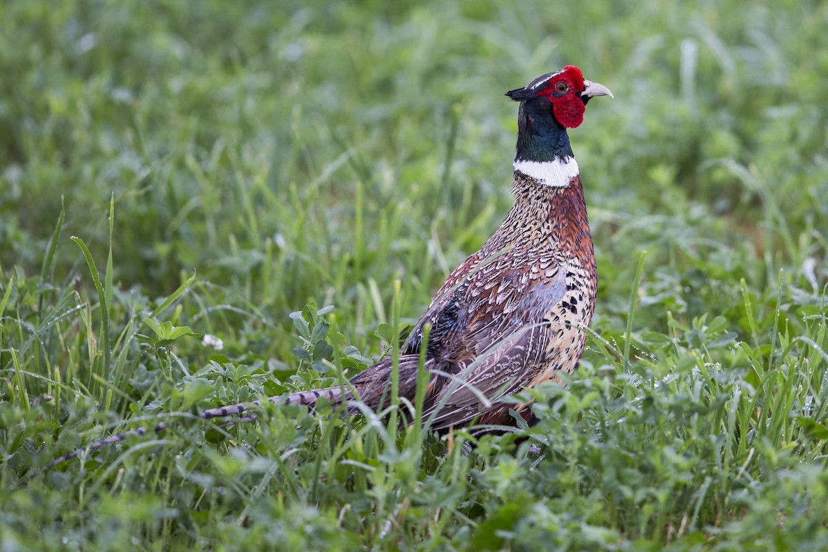 Ring-necked Pheasant - ML602789911