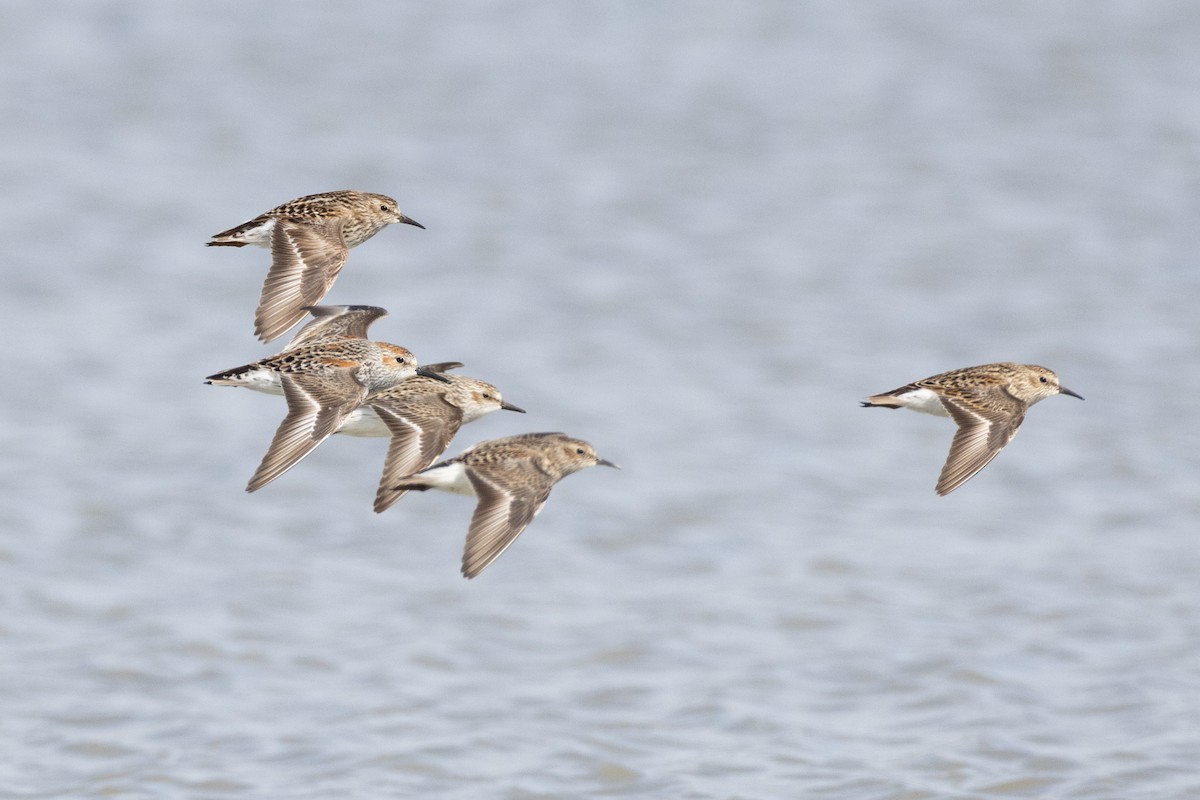 Western Sandpiper - ML602790341