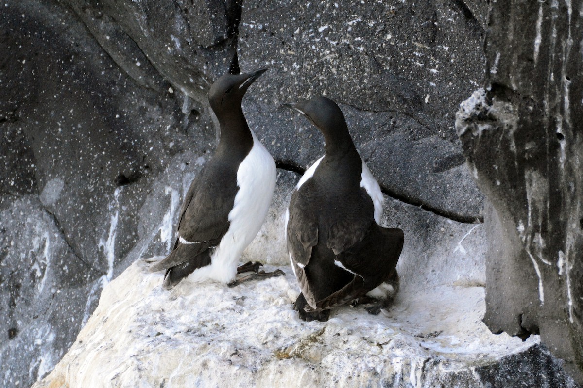 Thick-billed Murre - John David Curlis 🐍