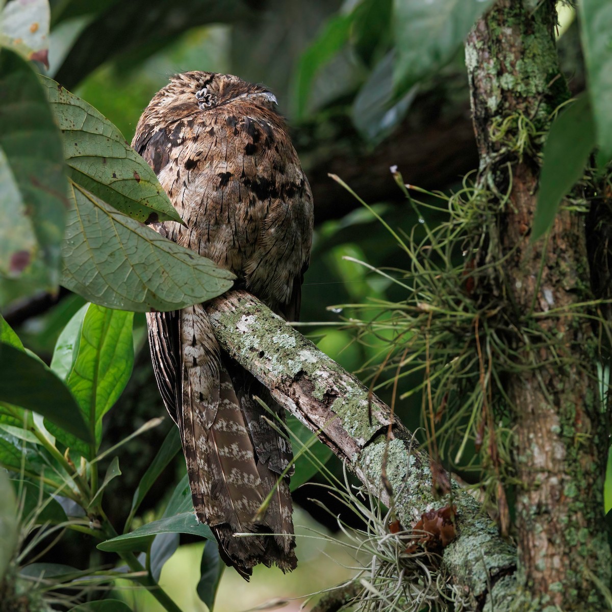 Common Potoo - Gloria Archilla