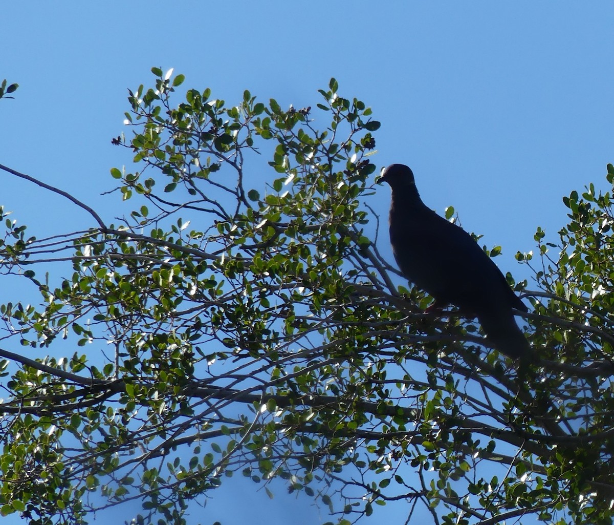 Chilean Pigeon - ML602791791