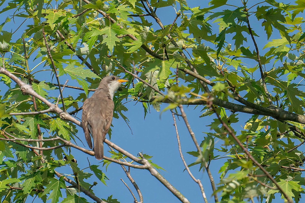 Yellow-billed Cuckoo - ML602791871