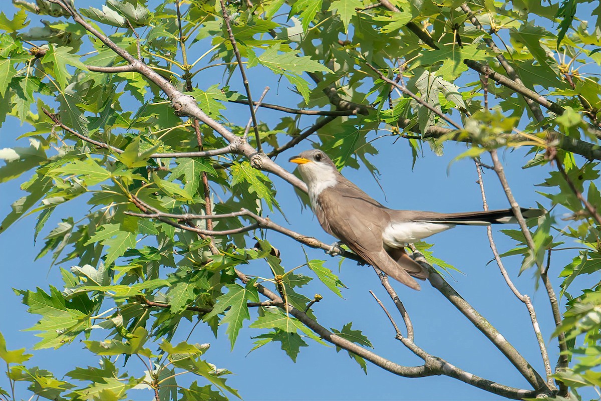 Yellow-billed Cuckoo - ML602791881